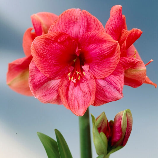 'PINK SURPRISE' Amaryllis (Hippeastrum x 'pink surprise')