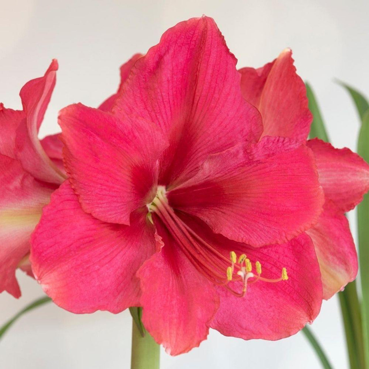 'PINK SURPRISE' Amaryllis (Hippeastrum x 'pink surprise')