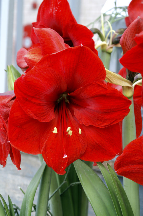 'RED LION' Amaryllis (Hippeastrum x 'red lion')