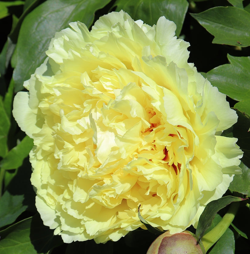 'SONOMA HALO' Itoh Peony (Paeonia x intersectional 'halo') – Champlain ...