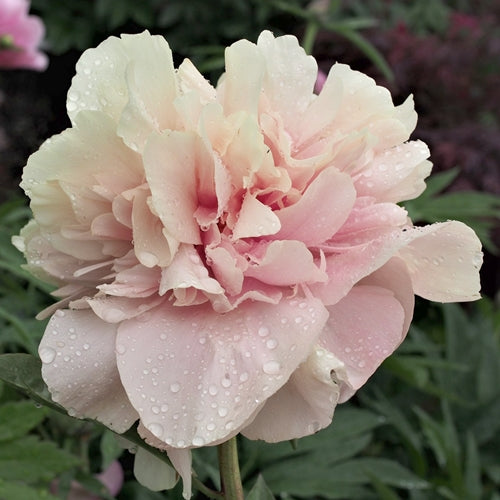 'TRIPHENA PARKIN' Peony (Paeonia x lactiflora 'triphena parkin')