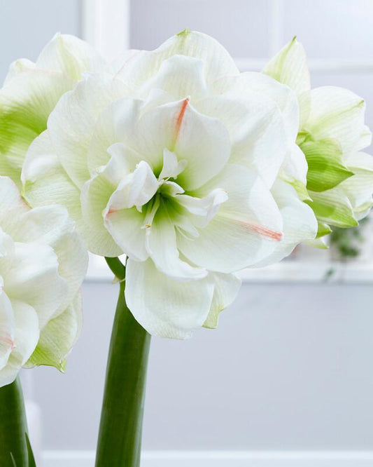 'WHITE AMADEUS' Amaryllis (Hippeastrum x 'white amadeus')