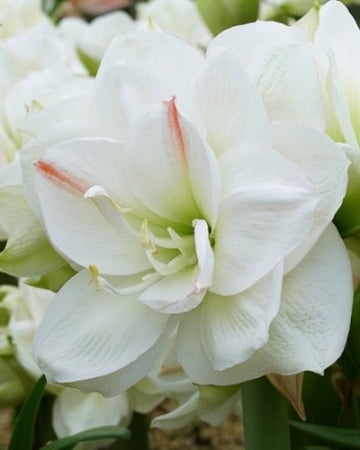 'WHITE AMADEUS' Amaryllis (Hippeastrum x 'white amadeus')