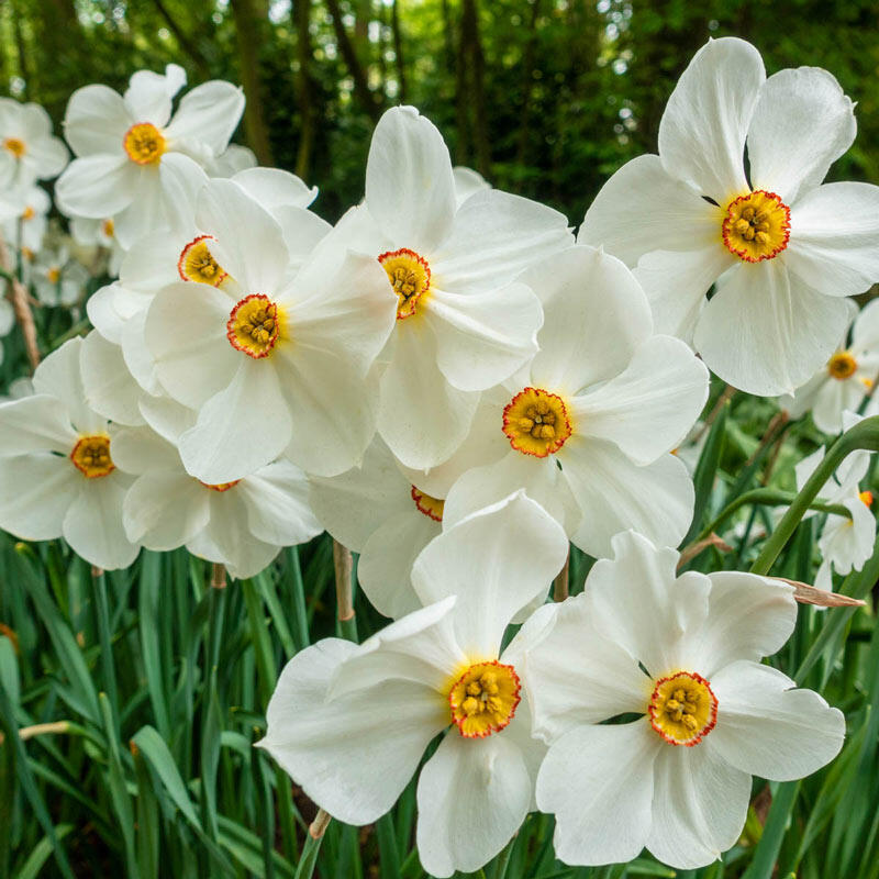 'ACTAEA' Poeticus Narcissus (Narcissus x 'actaea poeticus')