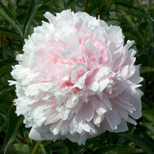 'ALBERT CROUSSE' Peony (Paeonia x lactiflora 'albert crousse ...