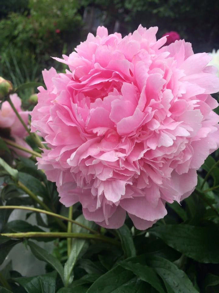 'ALBERT CROUSSE' Peony (Paeonia x lactiflora 'albert crousse ...