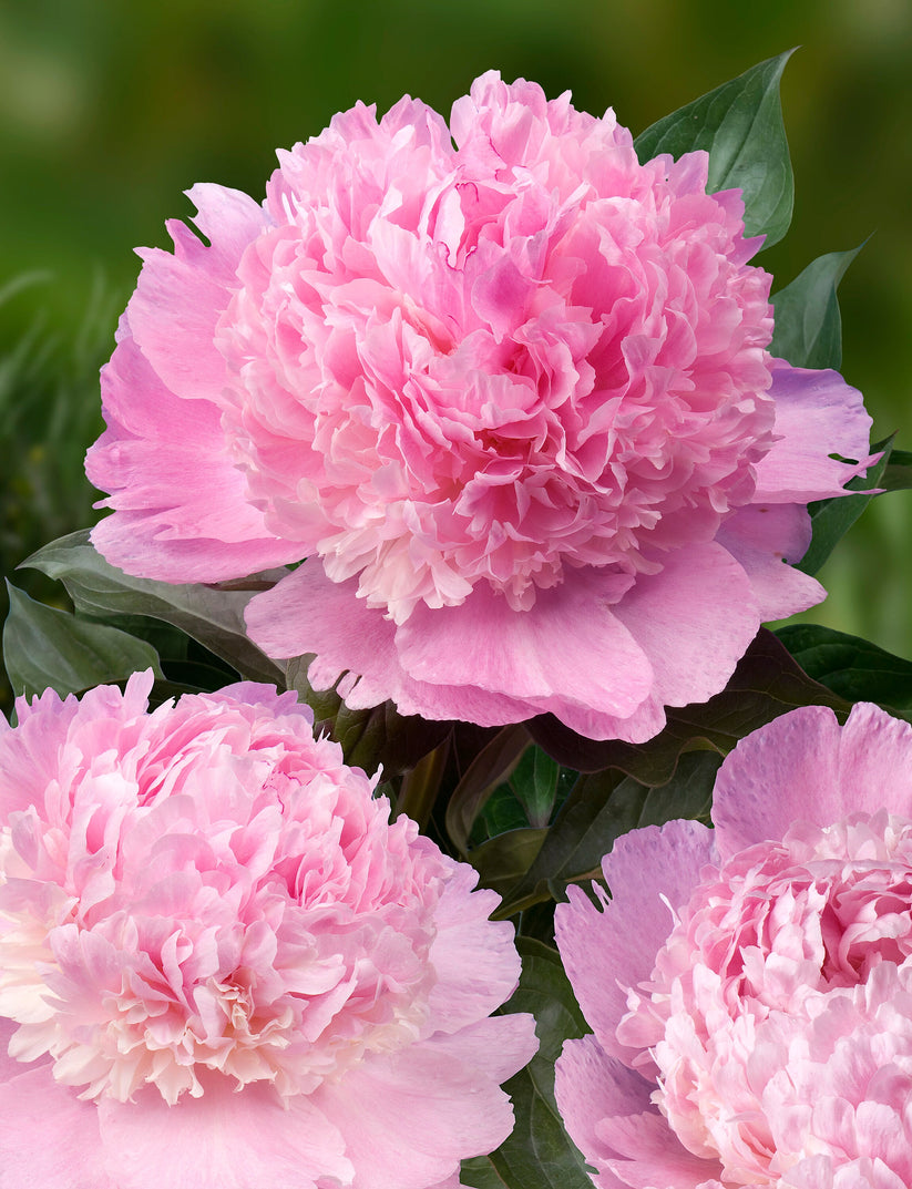 'ALERTIE' Peony (Paeonia x lactiflora 'alertie') – Champlain Peony Company