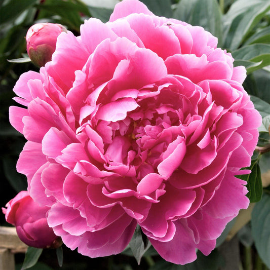 'DR. ALEXANDER FLEMING' Peony (Paeonia x lactiflora 'alexander fleming')