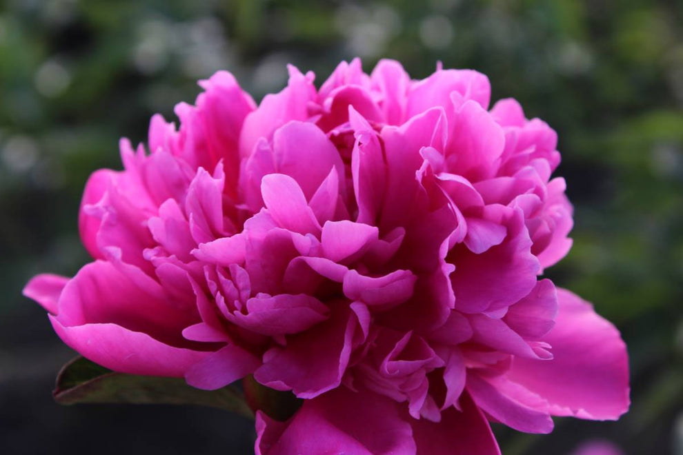 'AMABILIS' Peony (Paeonia x lactiflora 'amabilis') – Champlain Peony ...