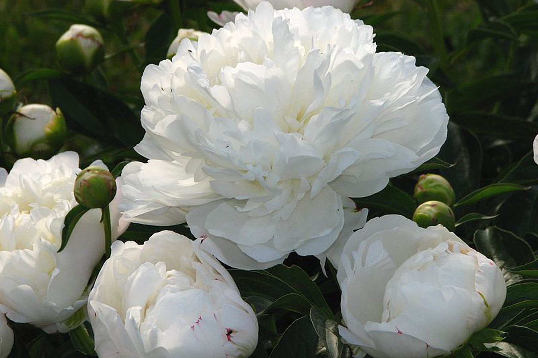 'amalia Olson' Peony (paeonia X Lactiflora 'amalia Olson') – Champlain 