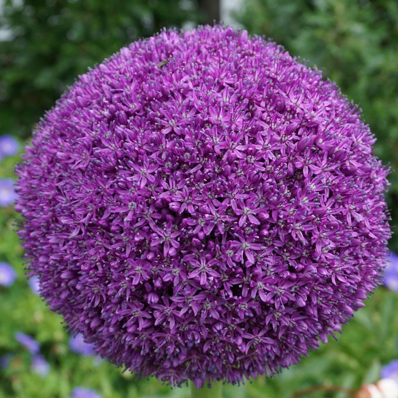 'AMBASSADOR' Flowering Onion (Allium x 'ambassador')