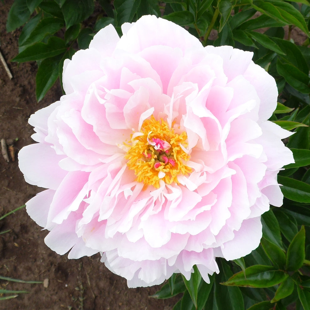 'ANNE OVESON' Peony (Paeonia x lactiflora 'anne oveson') – Champlain ...