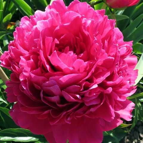 'AVIS VARNER' Peony (Paeonia x lactiflora 'avis varner') – Champlain ...