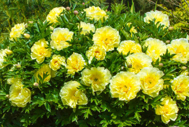 'BARTZELLA' Itoh Peony (Paeonia X Intersectional 'bartzella ...