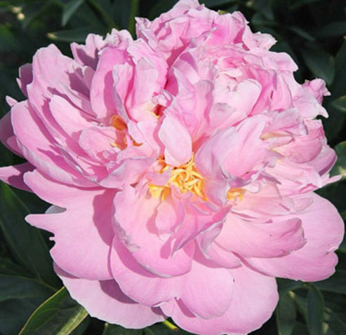 'BELLA DONNA' Peony (Paeonia x lactiflora 'bella donna') – Champlain ...