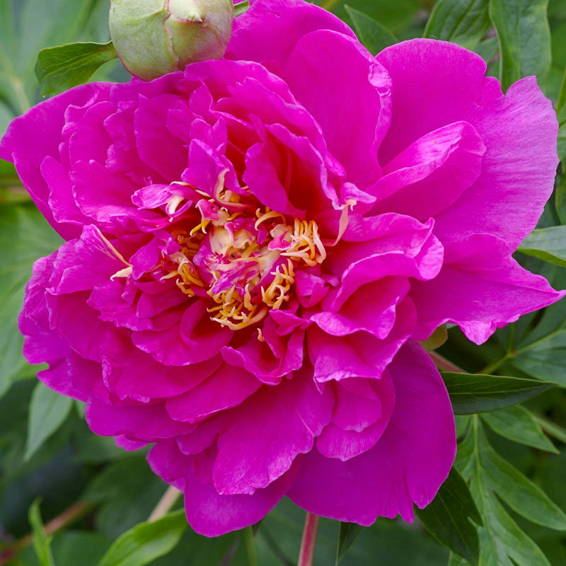 'BELLE TOULOUSAINE' Itoh Peony (Paeonia x intersectional 'belle toulou ...