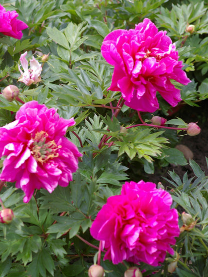 'BELLE TOULOUSAINE' Itoh Peony (Paeonia x intersectional 'belle toulousaine')