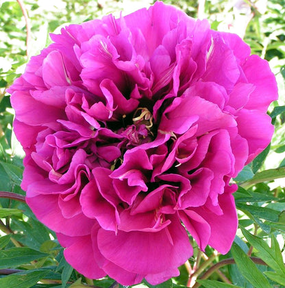 'BELLE TOULOUSAINE' Itoh Peony (Paeonia x intersectional 'belle toulousaine')