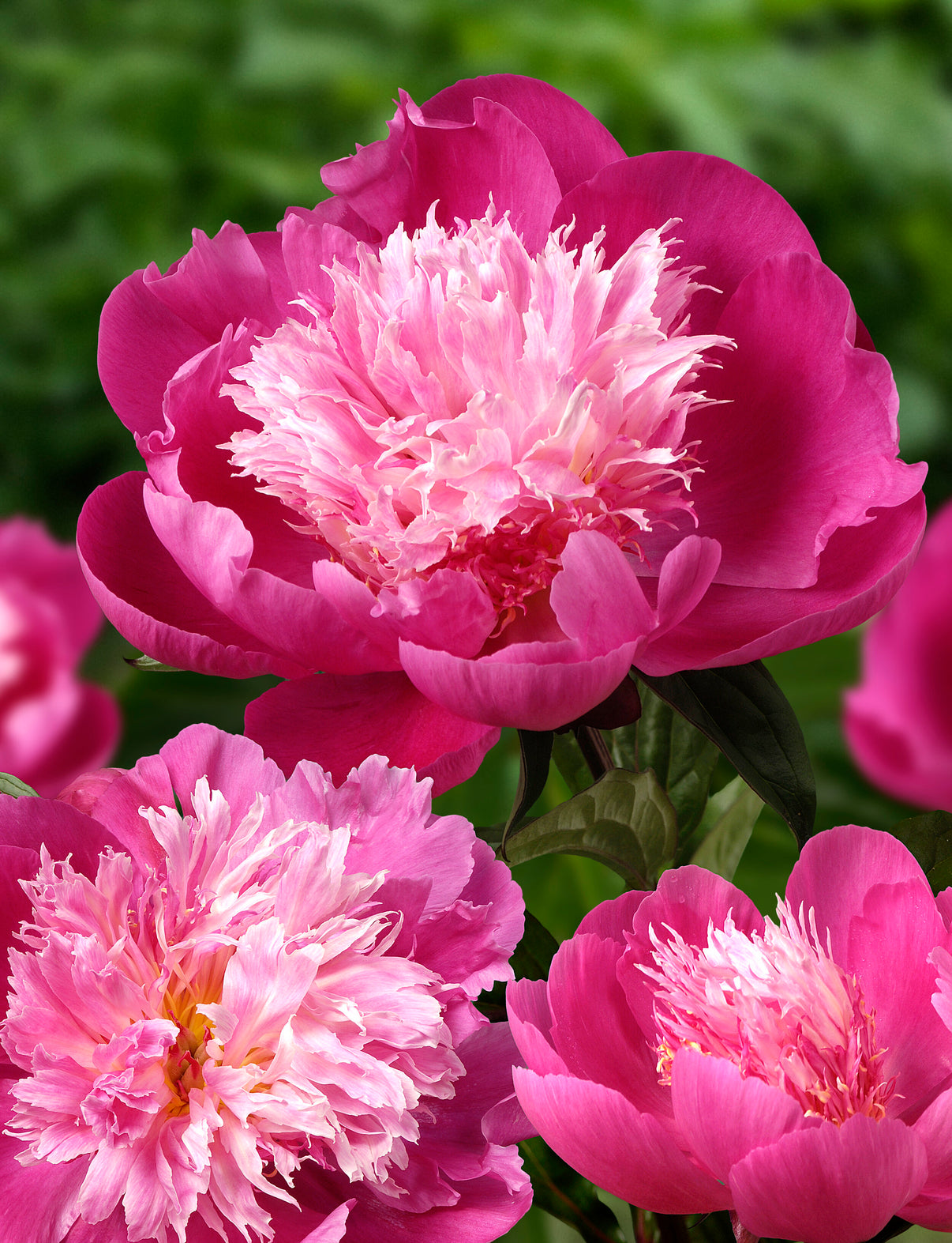 'BELLEVILLE' Peony (Paeonia x lactiflora 'belleville') – Champlain ...