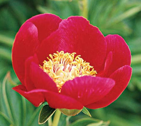 'BLAZE' Peony (Paeonia x lactiflora 'blaze')