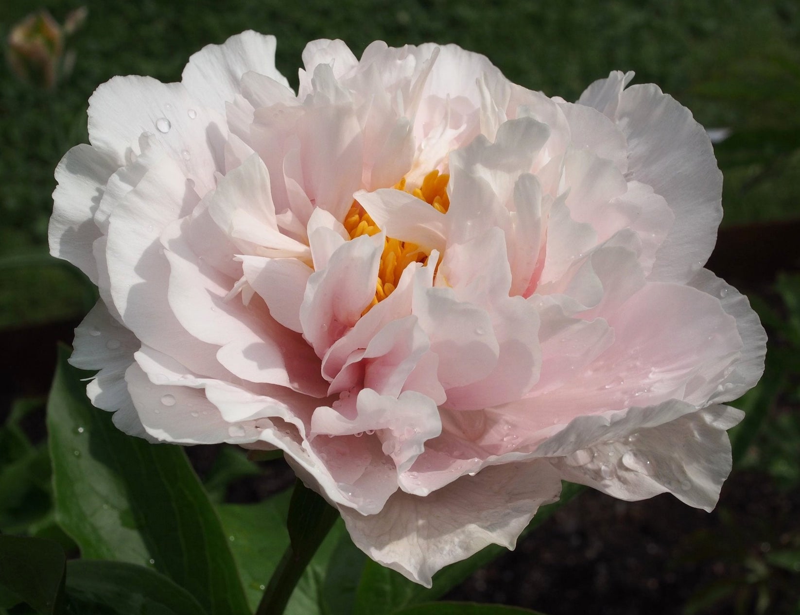 'BLUSHING PRINCESS' Peony (Paeonia x lactiflora 'blushing princess ...