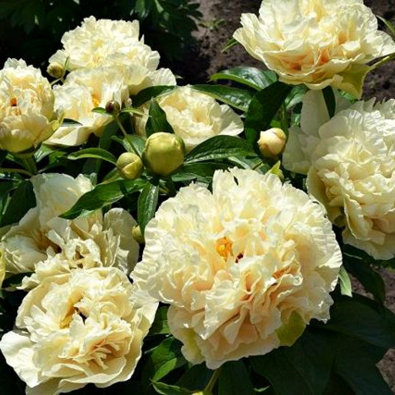 'BLONDE VISION' Peony (Paeonia x lactiflora 'blonde vision ...