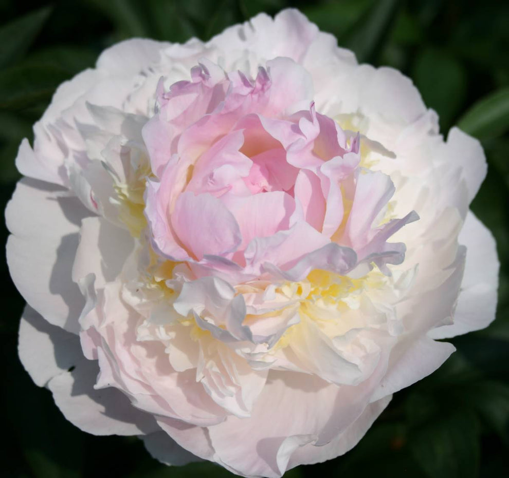 'BLUSH QUEEN' Peony (Paeonia x lactiflora 'blush queen') – Champlain ...