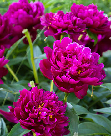 'PETER BRAND' Peony (Paeonia x lactiflora 'peter brand') – Champlain ...