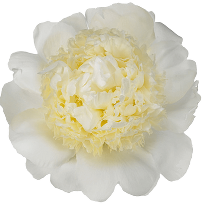 'BRIDAL GOWN' Peony (Paeonia x lactiflora 'bridal gown')