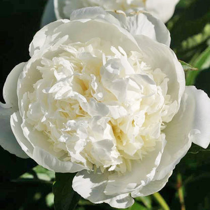 'BRIDAL GOWN' Peony (Paeonia x lactiflora 'bridal gown')