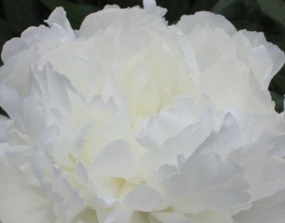 'BRIGHT WHITE' Peony (Paeonia x lactiflora 'bright white')