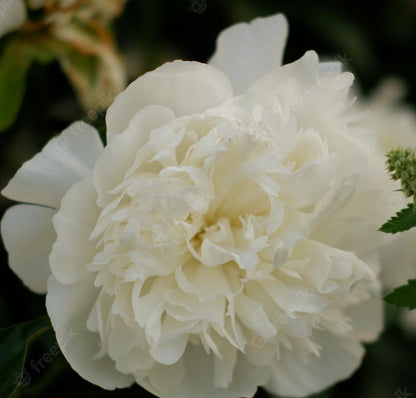 'BRIGHT WHITE' Peony (Paeonia x lactiflora 'bright white')