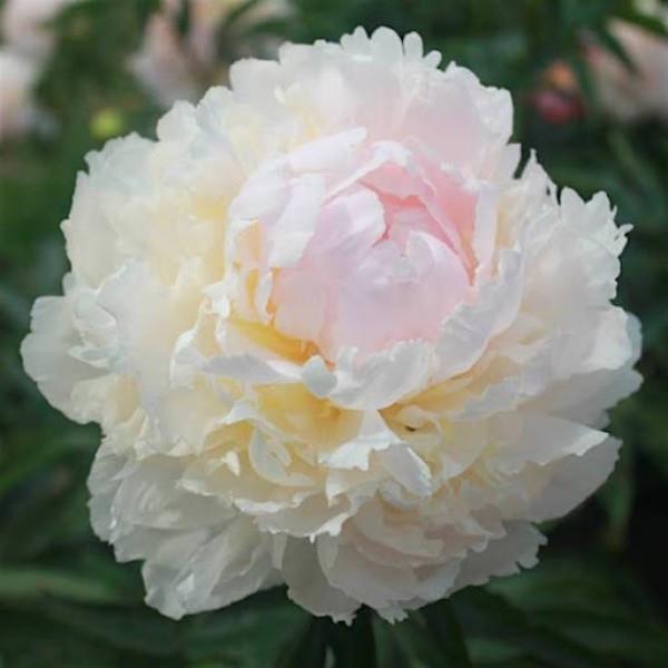 'BROTHER CHUCK' Peony (Paeonia x lactiflora 'brother chuck ...