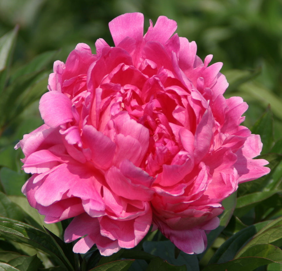 'BUNKER HILL' Peony (Paeonia x lactiflora 'bunker hill') – Champlain ...