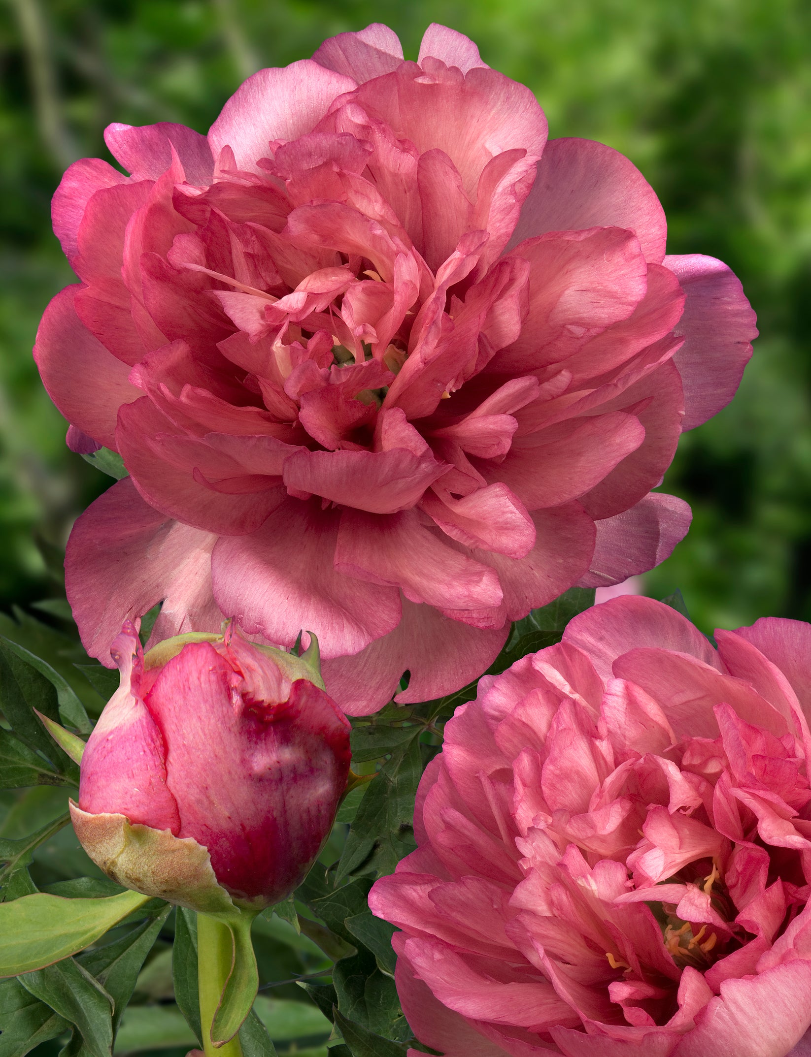 'CALLIE'S MEMORY' Itoh Peony (Paeonia x intersectional 'callie's memor ...