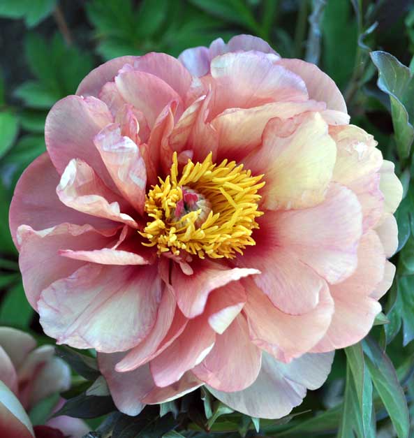 'CALLIE'S MEMORY' Itoh Peony (Paeonia x intersectional 'callie's memor ...