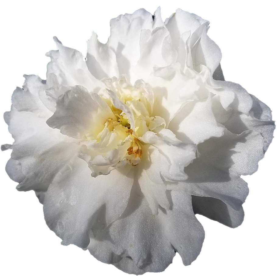 'CAMELLIA WHITE' Peony (Paeonia x lactiflora 'camillia white')