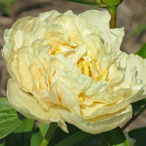 'EARLY CANARY' Peony (Paeonia x lactiflora 'early canary')