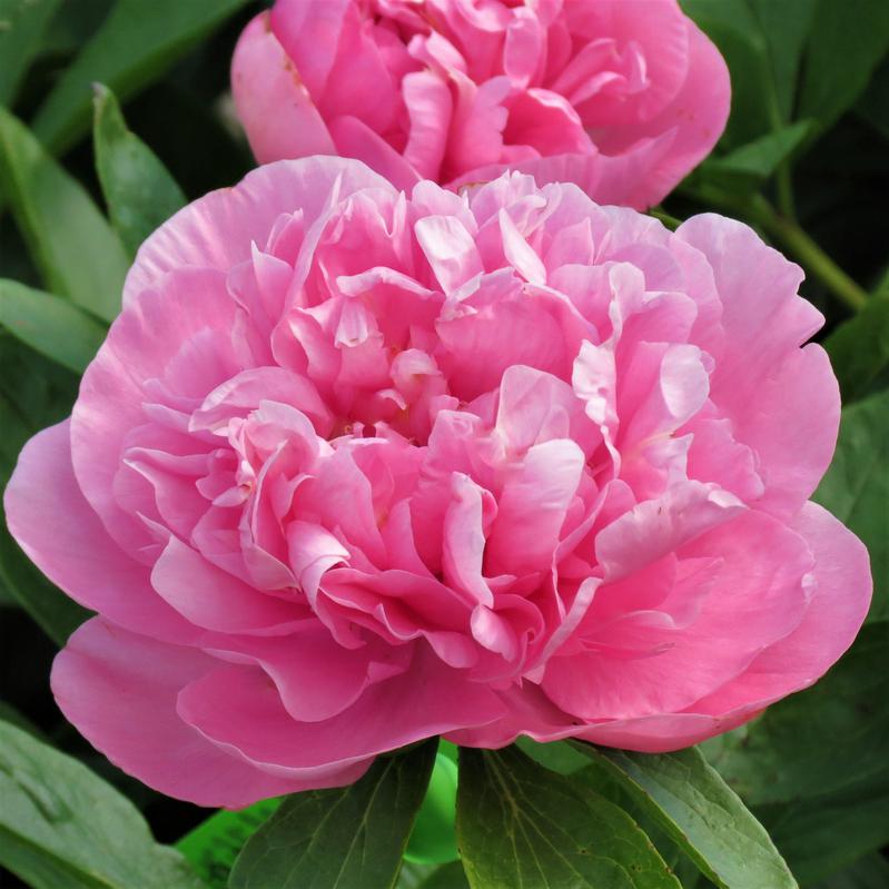 'CARNATION BOUQUET' Peony (Paeonia x lactiflora 'carnation bouquet ...