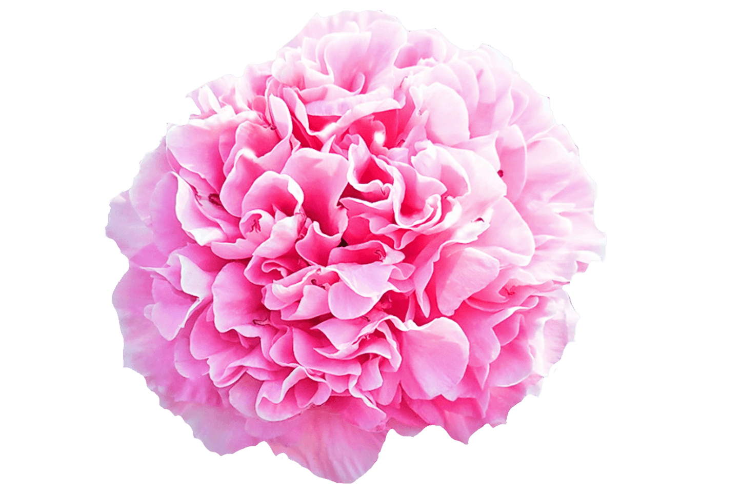 'CARNATION BOUQUET' Peony (Paeonia x lactiflora 'carnation bouquet')