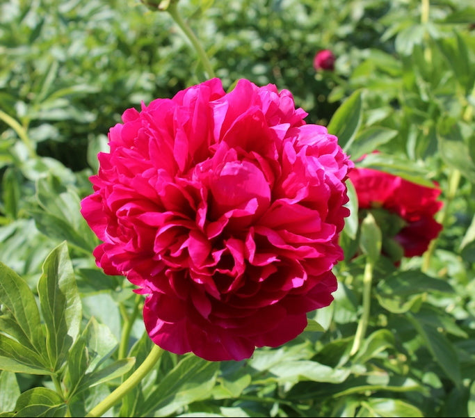 'CAROL' Peony (Paeonia x lactiflora 'carol') – Champlain Peony Company