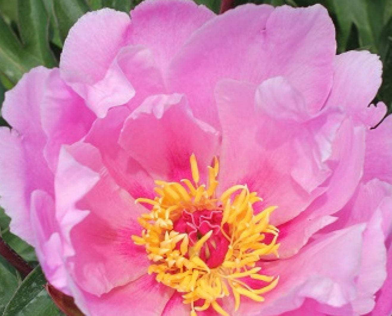 'CAT WHISKERS' Itoh Peony (Paeonia x intersectional 'cat whiskers')