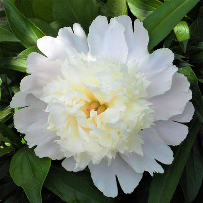 'CHARLIE'S WHITE' Peony (Paeonia x lactiflora 'charlie's white')