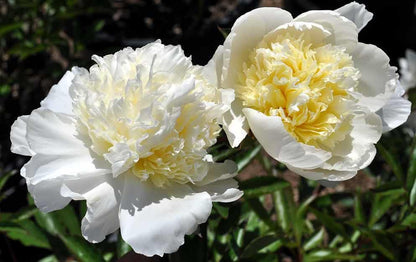 'CHARLIE'S WHITE' Peony (Paeonia x lactiflora 'charlie's white')