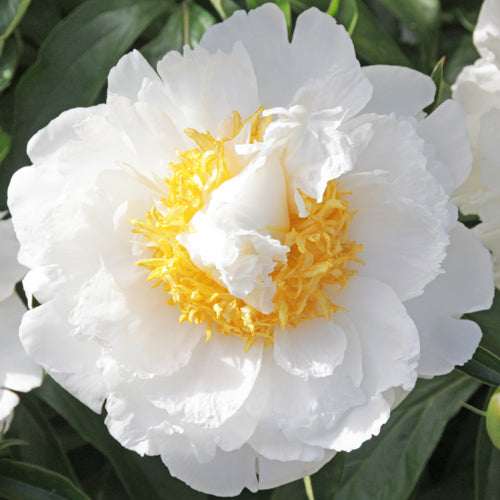 'CHEDDAR SURPRISE' Peony (Paeonia x lactiflora 'cheddar surprise ...