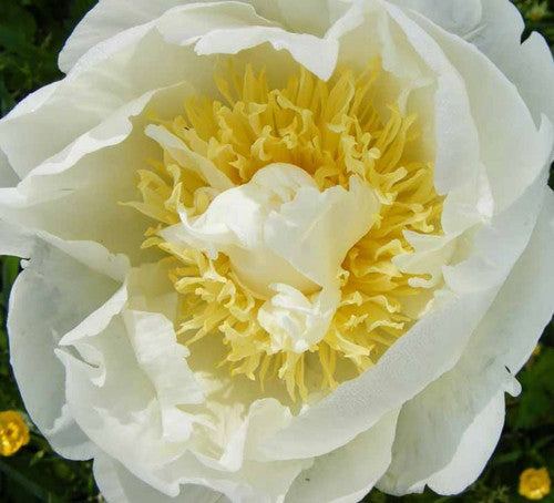 'CHEDDAR SURPRISE' Peony (Paeonia x lactiflora 'cheddar surprise')