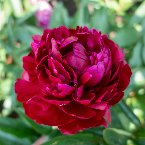 'CHERRY HILL' Peony (Paeonia x lactiflora 'cherry hill')