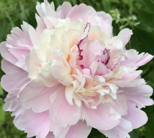 'CHESTINE GOWDY' Peony (Paeonia x lactiflora 'chestine gowdy')