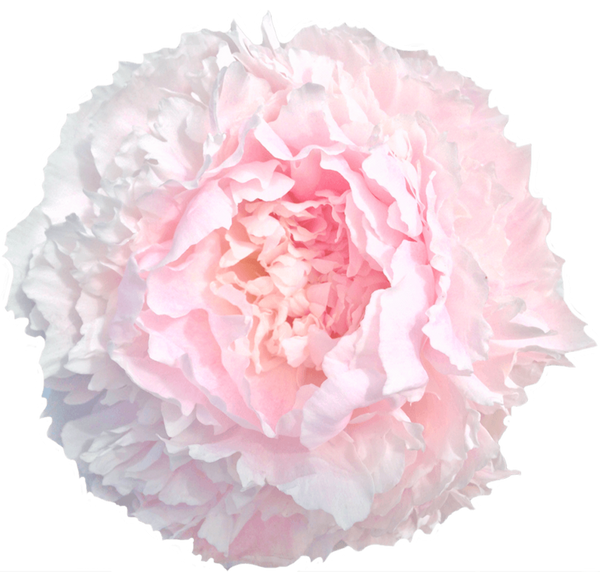 'CHIFFON PARFAIT' Peony (Paeonia x lactiflora 'chiffon parfait ...