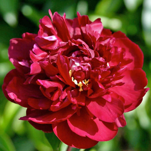 'CHIPPEWA' Peony (Paeonia x lactiflora 'chippewa')